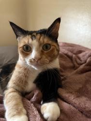 Lost Female Cat last seen Pheasant dr and eagle st , Buena Park, CA 90620