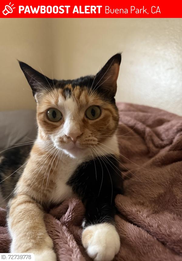 Lost Female Cat last seen Pheasant dr and eagle st , Buena Park, CA 90620