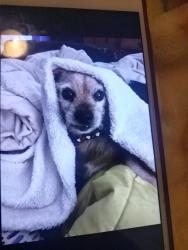 Lost Female Dog last seen Airport and wilson, Bakersfield, CA 93308