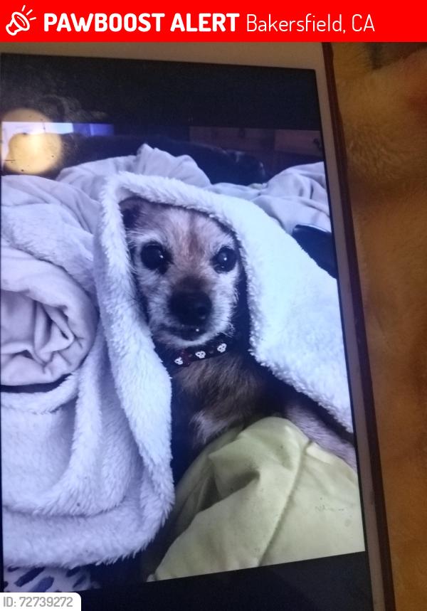 Lost Female Dog last seen Airport and wilson, Bakersfield, CA 93308