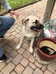 Found/Stray Unknown Dog last seen Wooden pedestrian bridge between Golden Quail & South Meadows, Austin, TX 78758