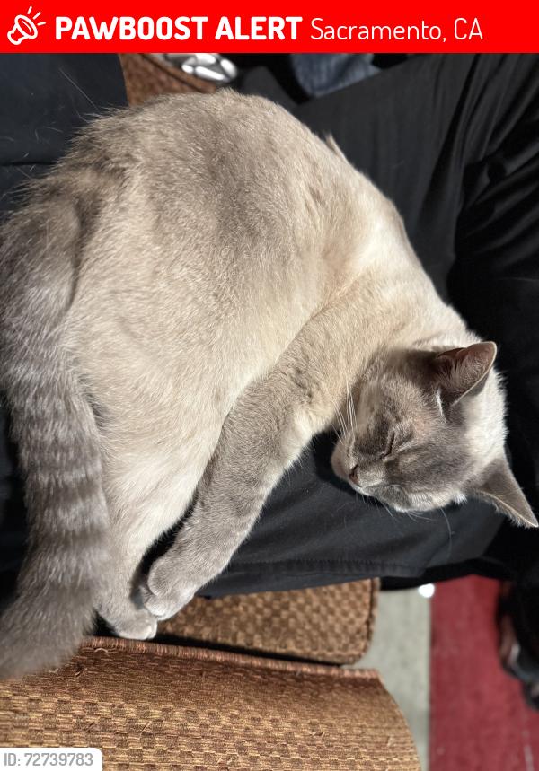 Lost Female Cat last seen Rosemont. Folsom blvd and Watt ave, Sacramento, CA 95826