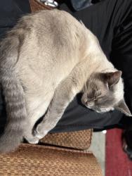Lost Female Cat last seen Rosemont. Folsom blvd and Watt ave, Sacramento, CA 95826