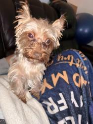 Found/Stray Female Dog last seen Near Hope park on Indiana Street , Philadelphia, PA 19134