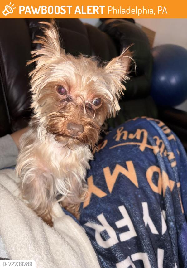 Found/Stray Female Dog last seen Near Hope park on Indiana Street , Philadelphia, PA 19134
