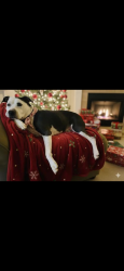 Lost Female Dog last seen Collinsville road , Columbus, NC 28722