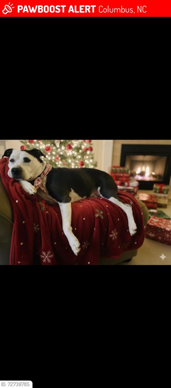 Lost Female Dog last seen Collinsville road , Columbus, NC 28722
