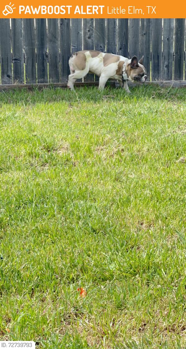 Found/Stray Male Dog last seen Near replay lane little elm tx , Little Elm, TX 75068