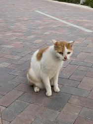 Lost Male Cat last seen Near , Miami Beach, FL 33140