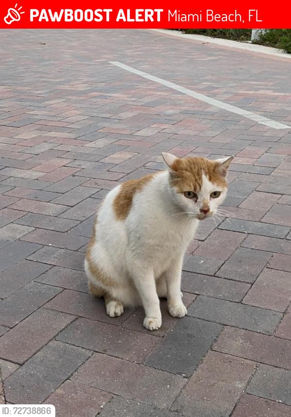 Lost Male Cat last seen Near , Miami Beach, FL 33140