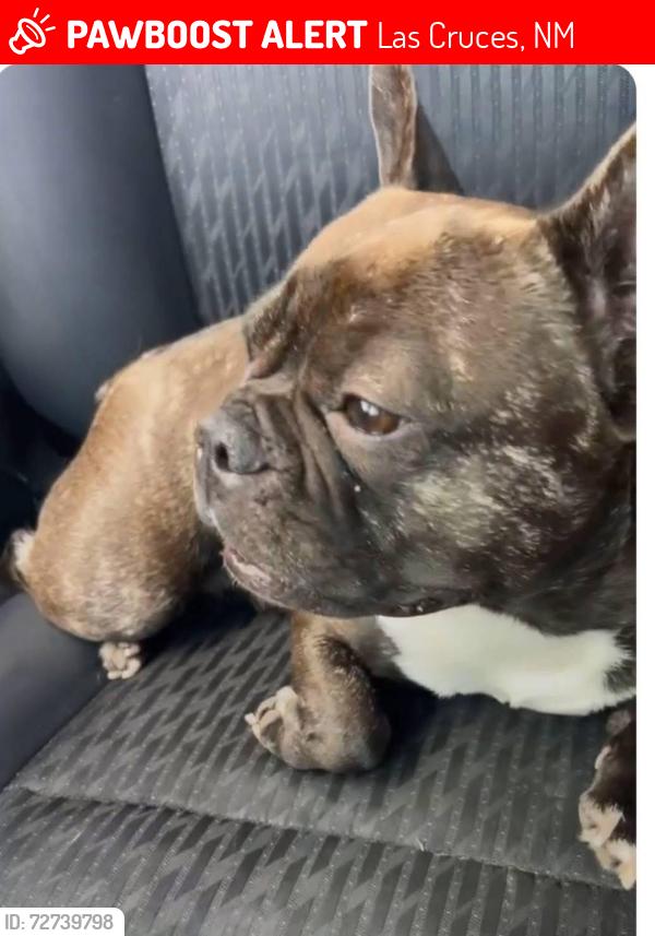 Lost Female Dog last seen Missouri and solano, Las Cruces, NM 88001