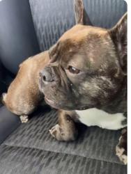 Lost Female Dog last seen Missouri and solano, Las Cruces, NM 88001