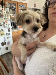 Found/Stray Male Dog last seen C and Delco , Sterling Heights, MI 48313