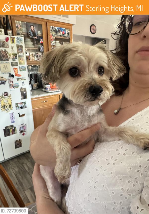 Found/Stray Male Dog last seen C and Delco , Sterling Heights, MI 48313