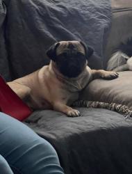 Lost Female Dog last seen Missouri and solano, Las Cruces, NM 88001