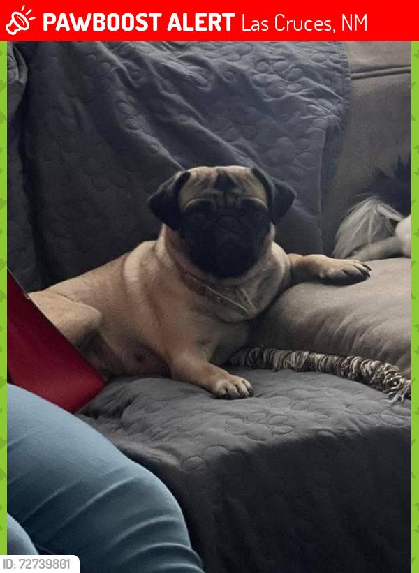 Lost Female Dog last seen Missouri and solano, Las Cruces, NM 88001