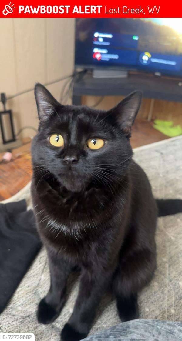 Lost Male Cat last seen Good hope , Lost Creek, WV 26385