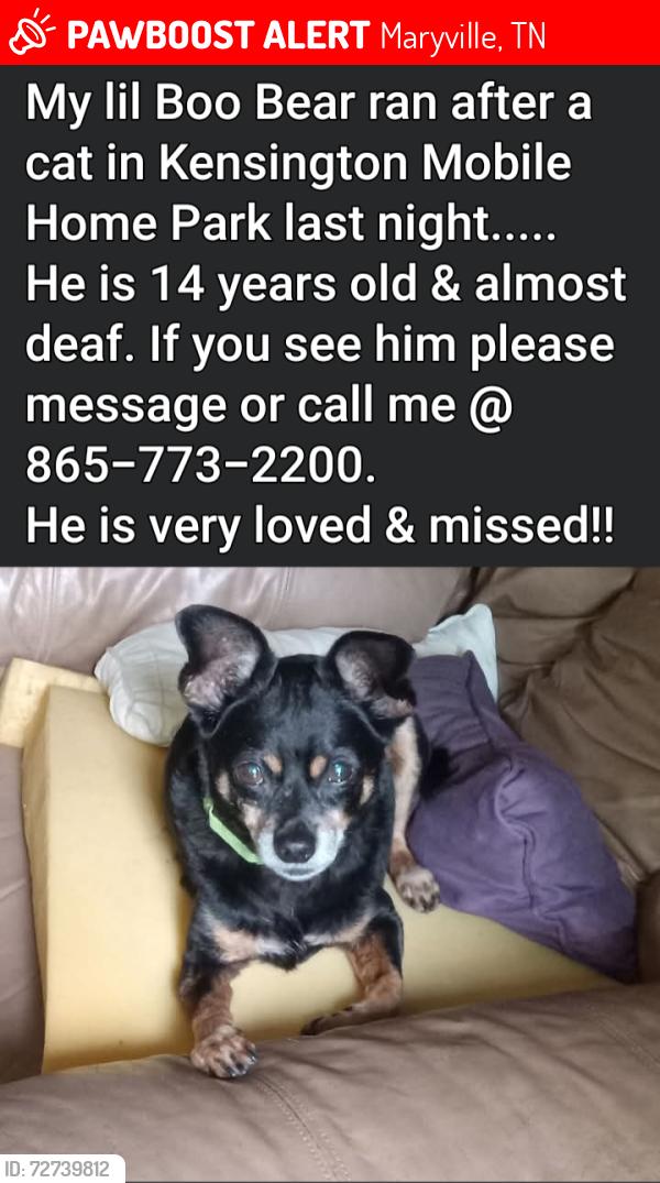 Lost Male Dog last seen Kensington Mobile  Park, Maryville, TN 37804