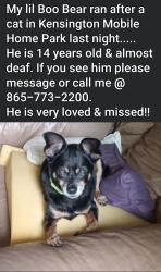 Lost Male Dog last seen Kensington Mobile  Park, Maryville, TN 37804