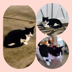 Lost Female Cat last seen Creektrace,Coldfield,Bluecreek Ridge,Landon Creek,Meadowivy,Ridgebluff, Katy, TX 77449