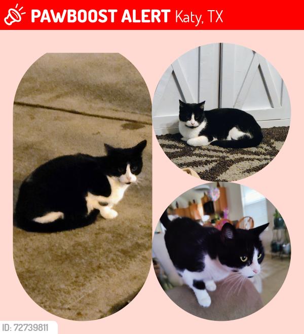 Lost Female Cat last seen Creektrace,Coldfield,Bluecreek Ridge,Landon Creek,Meadowivy,Ridgebluff, Katy, TX 77449