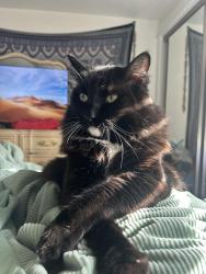Lost Male Cat last seen 27th street, reed market, Bend, OR 97702