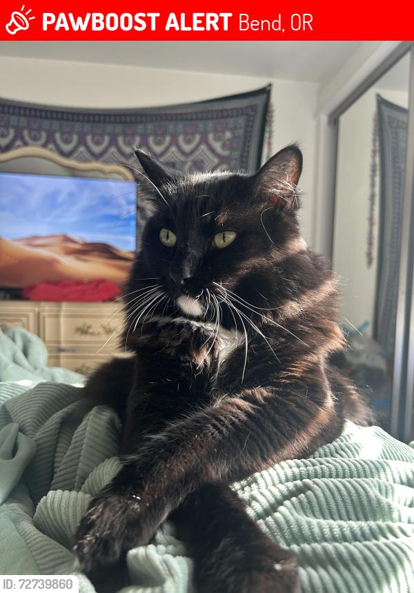 Lost Male Cat last seen 27th street, reed market, Bend, OR 97702