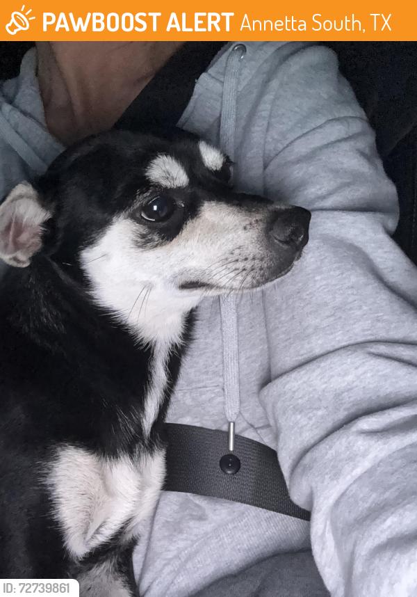 Found/Stray Male Dog last seen Annetta south west of La Madera neighborhood , Annetta South, TX 76008