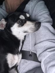Found/Stray Male Dog last seen Annetta south west of La Madera neighborhood , Annetta South, TX 76008