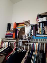Lost Female Cat last seen 21st and post, Indianapolis, IN 46229
