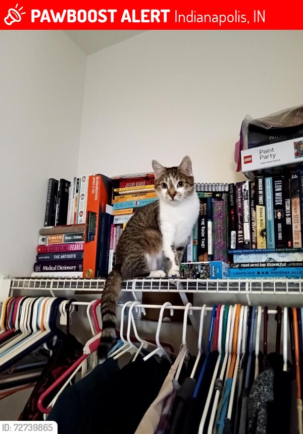 Lost Female Cat last seen 21st and post, Indianapolis, IN 46229