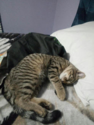 Lost Male Cat last seen Sylvester and Beyer Rf, Fraser Valley, BC V2V 7G7