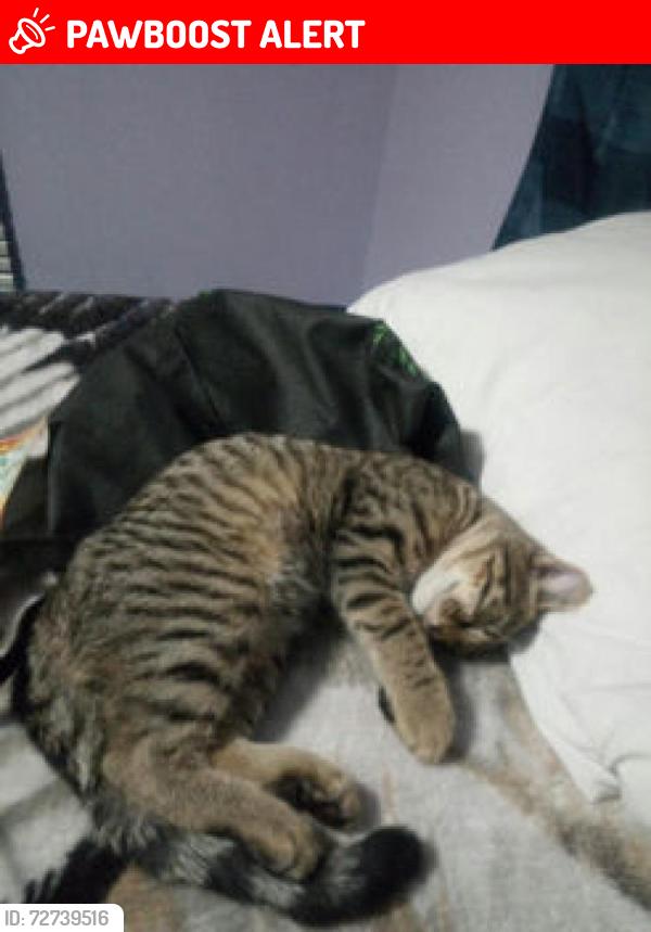 Lost Male Cat last seen Sylvester and Beyer Rf, Fraser Valley, BC V2V 7G7