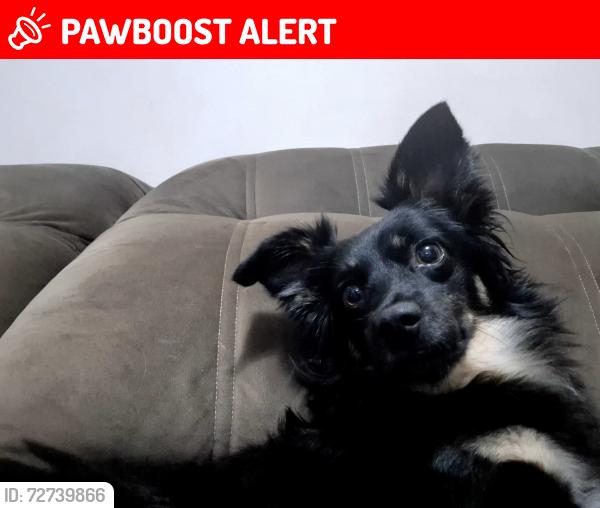 Lost Male Dog last seen Rua da Ferradura- Granja Viana, Chacara Santa Lucia, SP 06355-310