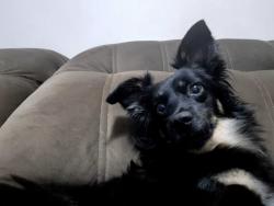 Lost Male Dog last seen Rua da Ferradura- Granja Viana, Chacara Santa Lucia, SP 06355-310