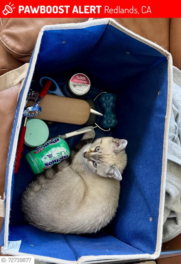 Lost Female Cat last seen Los Altos Drive and Wabash Ave, Redlands, CA 92373
