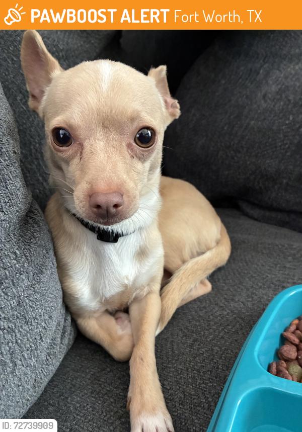 Found/Stray Male Dog last seen Las vegas trail, Fort Worth, TX 76116