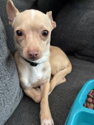 Found/Stray Male Dog last seen Las vegas trail, Fort Worth, TX 76116
