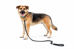 Lost Male Dog last seen Tom & Jerry’s Air Boat Rental , Lake Panasoffkee, FL 33585