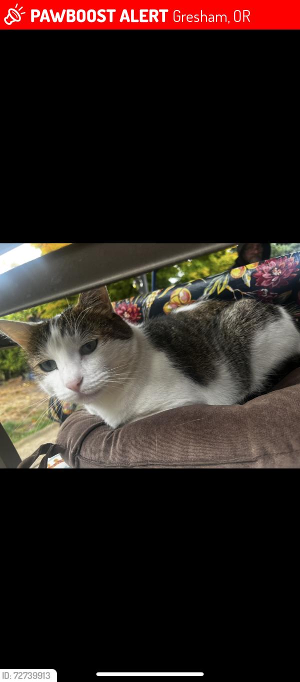 Lost Male Cat last seen Near Davis elementary school , Gresham, OR 97233