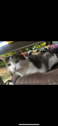 Lost Male Cat last seen Near Davis elementary school , Gresham, OR 97233