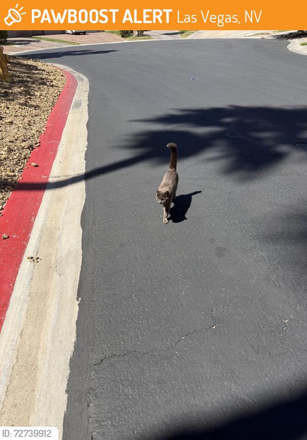 Found/Stray Unknown Cat last seen Bel air drive , Las Vegas, NV 89109