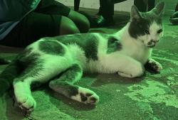 Found/Stray Male Cat last seen E 14th Street and Glenn Street, Homestead, PA 15120