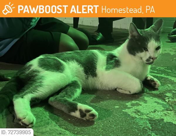 Found/Stray Male Cat last seen E 14th Street and Glenn Street, Homestead, PA 15120