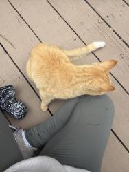 Found/Stray Male Cat last seen Wolf Creak Park , College Station, TX 77840