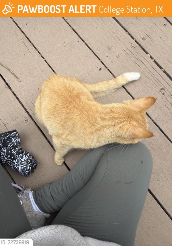 Found/Stray Male Cat last seen Wolf Creak Park , College Station, TX 77840