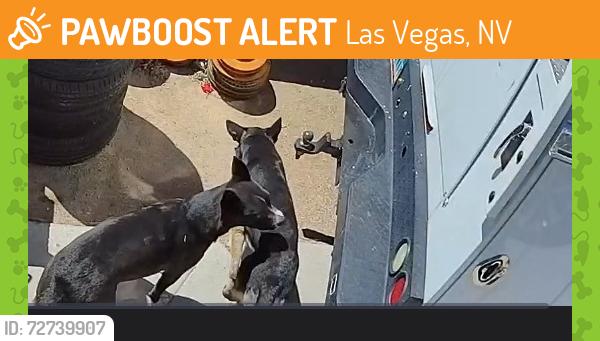 Found/Stray Unknown Dog last seen Eastern Ave and Washington Ave, Las Vegas, NV 89101