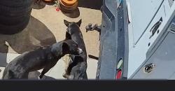 Found/Stray Unknown Dog last seen Eastern Ave and Washington Ave, Las Vegas, NV 89101