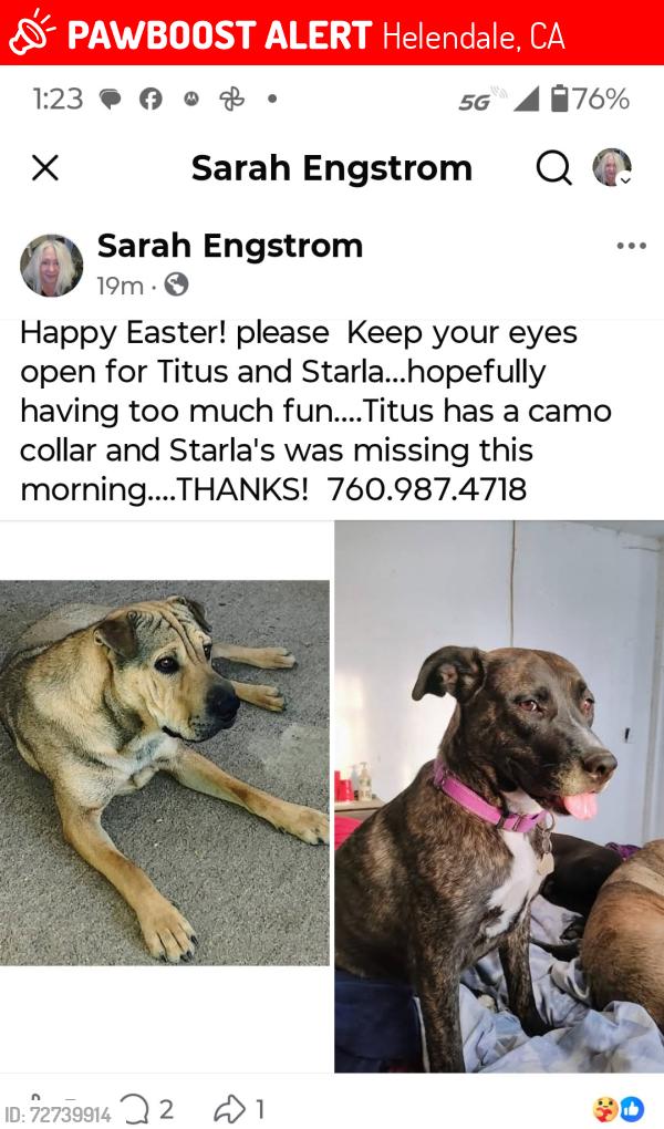 Lost Male Dog last seen Wild Rd and Helendale rd helendale, Helendale, CA 92342