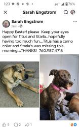 Lost Male Dog last seen Wild Rd and Helendale rd helendale, Helendale, CA 92342